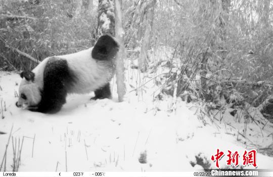Image captured by infrared cameras. (Photo: China News Service/Zhong Xin) Image captured by infrared cameras. (Photo: China News Service/Zhong Xin)