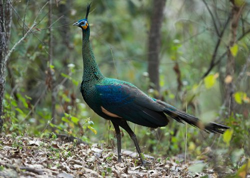 A green peafowl snapped by the Wild China team on a recent visit to the Jiasajing dam area (Photo/Wild China Film) A green peafowl snapped by the Wild China team on a recent visit to the Jiasajing dam area (Photo/Wild China Film)