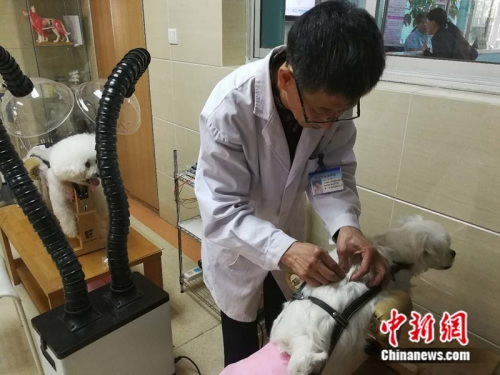A veterinarian applies acupuncture to treat a pet dog at an animal hospital in Beijing, May 6, 2017. The veterinarian said the traditional medical practice for human works also well on pets that suffer from chronic or neurological diseases. He said he treats more than 10 pets with acupuncture on weekends. (Photo: China News Service) A veterinarian applies acupuncture to treat a pet dog at an animal hospital in Beijing, May 6, 2017. The veterinarian said the traditional medical practice for human works also well on pets that suffer from chronic or neurological diseases. He said he treats more than 10 pets with acupuncture on weekends. (Photo: China News Service)