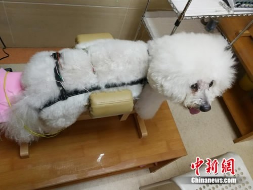 A pet dog receives acupuncture treatment at an animal hospital in Beijing, May 6, 2017. The veterinarian said the traditional medical practice for human works also well on pets that suffer from chronic or neurological diseases. He said he treats more than 10 pets with acupuncture on weekends. (Photo: China News Service) A pet dog receives acupuncture treatment at an animal hospital in Beijing, May 6, 2017. The veterinarian said the traditional medical practice for human works also well on pets that suffer from chronic or neurological diseases. He said he treats more than 10 pets with acupuncture on weekends. (Photo: China News Service)