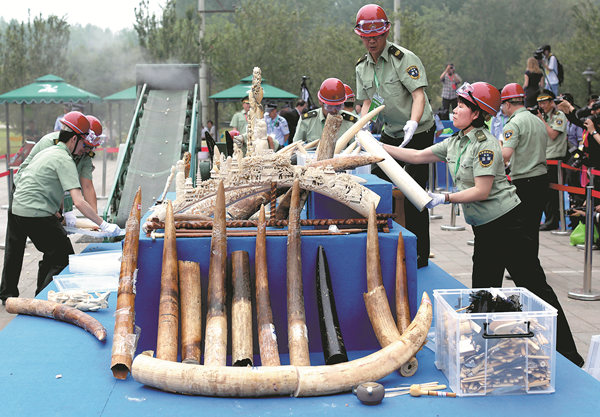 After years of strictly regulating trade in ivory and destroying illegal items, as police prepare to do in this photo from 2015, China is banning any illegally sourced ivory, sounding a death knell for scores of ivory workshops and retailers. WANG JING / FOR CHINA DAILY After years of strictly regulating trade in ivory and destroying illegal items, as police prepare to do in this photo from 2015, China is banning any illegally sourced ivory, sounding a death knell for scores of ivory workshops and retailers. WANG JING / FOR CHINA DAILY