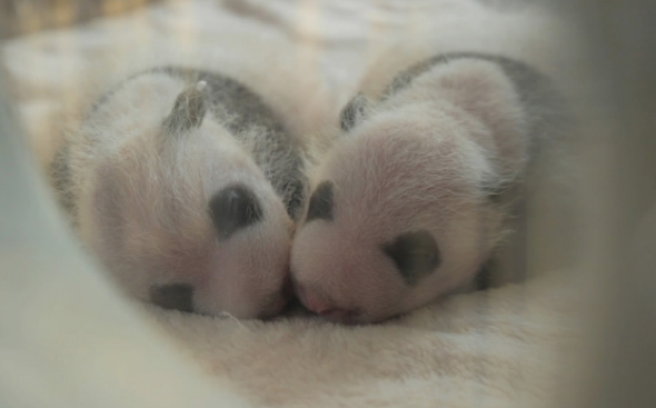 The first giant panda twins of the year were born in captivity at the Chengdu Research Base of Giant Panda Breeding, April 24, 2017.(Photo/CGTN) The first giant panda twins of the year were born in captivity at the Chengdu Research Base of Giant Panda Breeding, April 24, 2017.(Photo/CGTN)