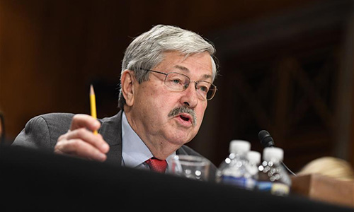 File photo taken on May 2, 2017 shows Iowa Governor Terry Branstad testifying before the U.S. Senate Foreign Relations Committee on a hearing considering him to be U.S. Ambassador to China on Capitol Hill in Washington D.C., the United States. (Xinhua/Bao Dandan) File photo taken on May 2, 2017 shows Iowa Governor Terry Branstad testifying before the U.S. Senate Foreign Relations Committee on a hearing considering him to be U.S. Ambassador to China on Capitol Hill in Washington D.C., the United States. (Xinhua/Bao Dandan)