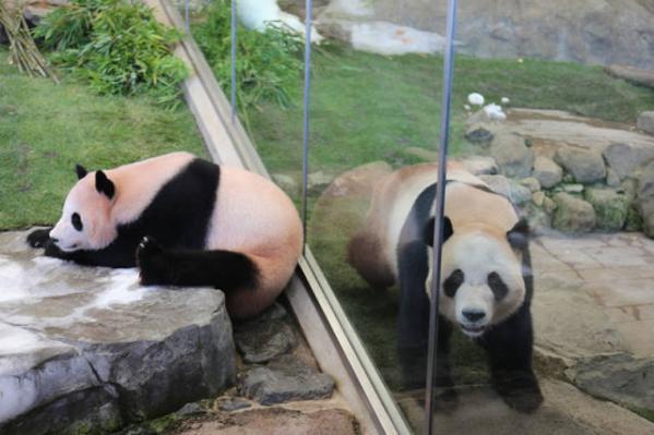 Giant pandas Yang Bang and Hai Bang at the Adventure World amusement park in Shirahama, Wakayama prefecture, Japan, June 4, 2017.(Photo/Xinhua)