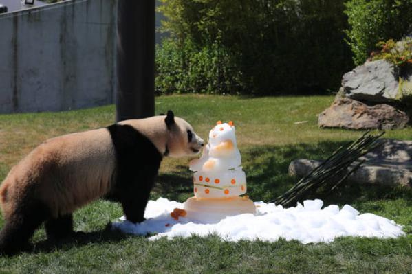 Giant panda You Bang at the Adventure World amusement park in Shirahama, Wakayama prefecture, Japan.(Photo/Xinhua) Giant panda You Bang at the Adventure World amusement park in Shirahama, Wakayama prefecture, Japan.(Photo/Xinhua)