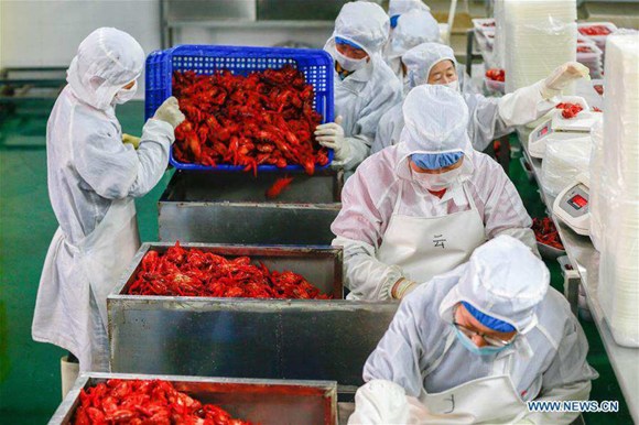 Workers process crayfish in Xuyi County, east China's Jiangsu Province, June 4, 2017. (Photo/Xinhua) Workers process crayfish in Xuyi County, east China's Jiangsu Province, June 4, 2017. (Photo/Xinhua)