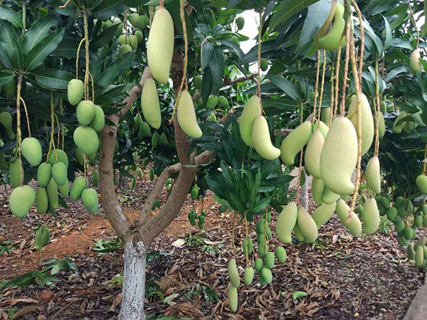 The mango trees Mo planted. (Photo by Ma Chi/chinadaily.com.cn) The mango trees Mo planted. (Photo by Ma Chi/chinadaily.com.cn)