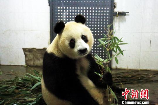 Female giant panda Su Su. (File photo/Chinanews.com) Female giant panda Su Su. (File photo/Chinanews.com)