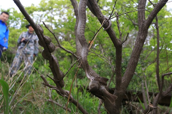 A Shedao pit viper catches a bird on the island of Shedao at the Liaoning Snake Island-Laotie Hill National Nature Reserve.ZHANG CHUNLEI/CHINA DAILY