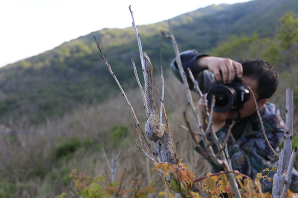 Wang takes photos of a pit viper on Snake Island. ZHANG CHUNLEI/CHINA DAILY Wang takes photos of a pit viper on Snake Island. ZHANG CHUNLEI/CHINA DAILY