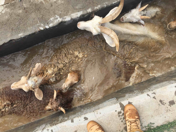 Sheep dipped in a trench. (Photo/CGTN) Sheep dipped in a trench. (Photo/CGTN)