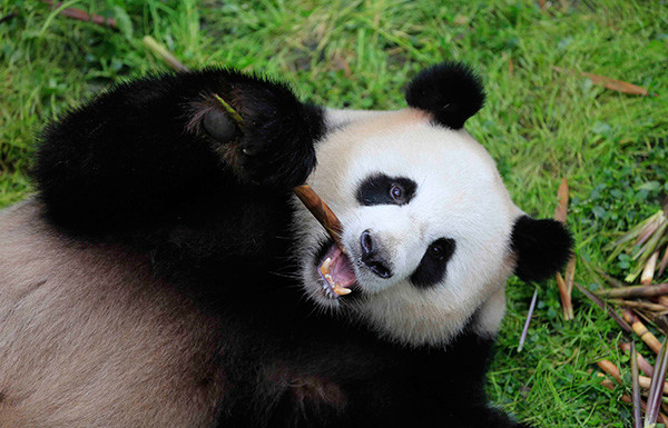 Jiao Qing, 7, a male panda, eats bamboos at the Chengdu Panda Research Base on May 3, 2017. (Photo/Xinhua) Jiao Qing, 7, a male panda, eats bamboos at the Chengdu Panda Research Base on May 3, 2017. (Photo/Xinhua)