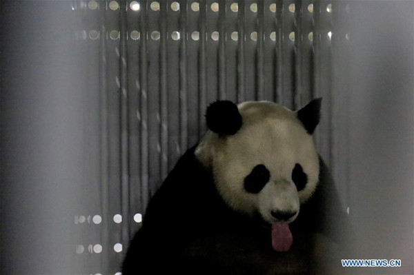 Giant panda Jiao Qing waits for boarding a chartered flight at an airport in Chengdu, capital of southwest China's Sichuan Province, June 24, 2017, to leave for Berlin Zoo in Germany. Meng Meng, a four-year-old female panda, and Jiao Qing, a seven-year-old male, will settle in their new home in Berlin on a 15-year research mission. (Xinhua) Giant panda Jiao Qing waits for boarding a chartered flight at an airport in Chengdu, capital of southwest China's Sichuan Province, June 24, 2017, to leave for Berlin Zoo in Germany. Meng Meng, a four-year-old female panda, and Jiao Qing, a seven-year-old male, will settle in their new home in Berlin on a 15-year research mission. (Xinhua)