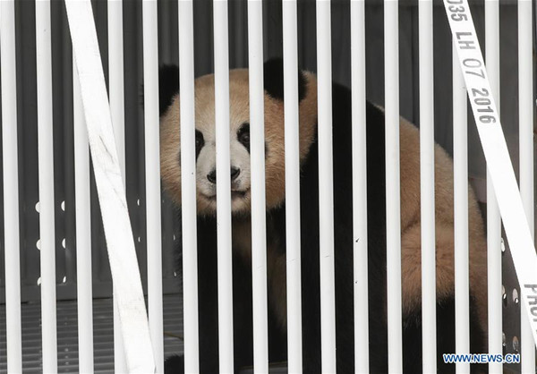 Photo taken on June 24, 2017 shows panda Meng Meng from China at an airport of Berlin, Germany. A pair of pandas have arrived here Saturday, making German public able to visit the animal species again at home after five years. (Photo/Xinhua) Photo taken on June 24, 2017 shows panda Meng Meng from China at an airport of Berlin, Germany. A pair of pandas have arrived here Saturday, making German public able to visit the animal species again at home after five years. (Photo/Xinhua)