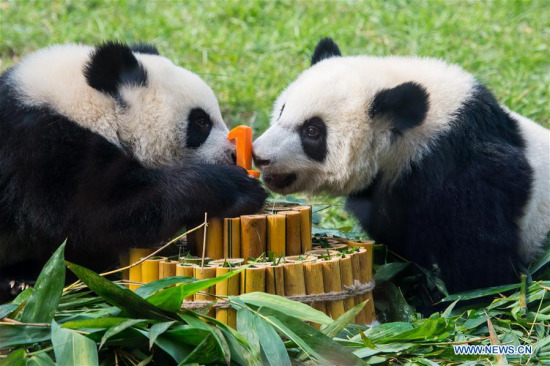 Photo taken on June 25, 2017 shows twin panda cubs Jianjian and Kangkang in Macao, south China. Macao celebrated the twin panda cubs' upcoming first birthday on Sunday.(Xinhua/Cheong Kam Ka) Photo taken on June 25, 2017 shows twin panda cubs Jianjian and Kangkang in Macao, south China. Macao celebrated the twin panda cubs' upcoming first birthday on Sunday.(Xinhua/Cheong Kam Ka)