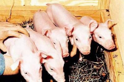 Photo of the somatic cell cloned pigs. Photo of the somatic cell cloned pigs.