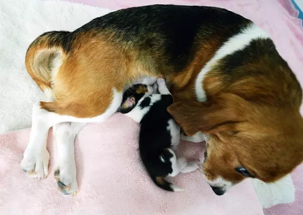 The mother dog feeds the puppy Longlong.