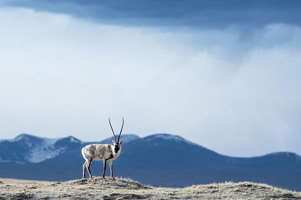 A Tibetan antelope at the Hoh Xil Nature Reserve. (Photo/Xinhua) A Tibetan antelope at the Hoh Xil Nature Reserve. (Photo/Xinhua)