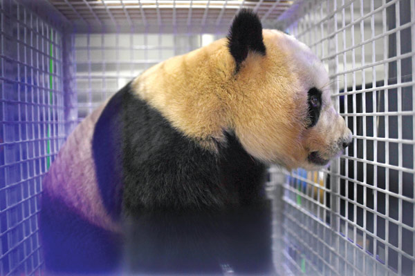 Hai Bang relaxes after his return to China.