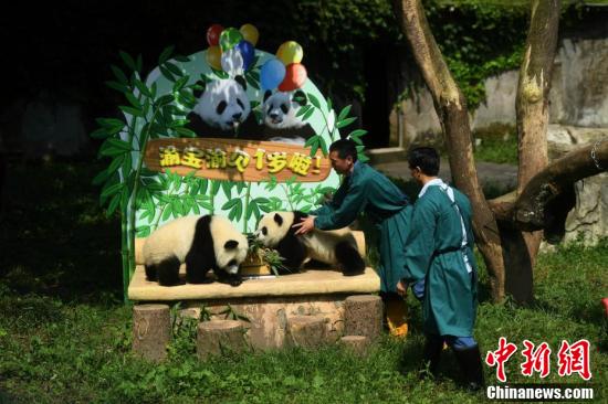 A zoo in southwest China's Chongqing Municipality holds birthday party for panda twins Yu Bao and Yu Bei on July 11, 2017. (Photo/Chinanews.com) A zoo in southwest China's Chongqing Municipality holds birthday party for panda twins Yu Bao and Yu Bei on July 11, 2017. (Photo/Chinanews.com)
