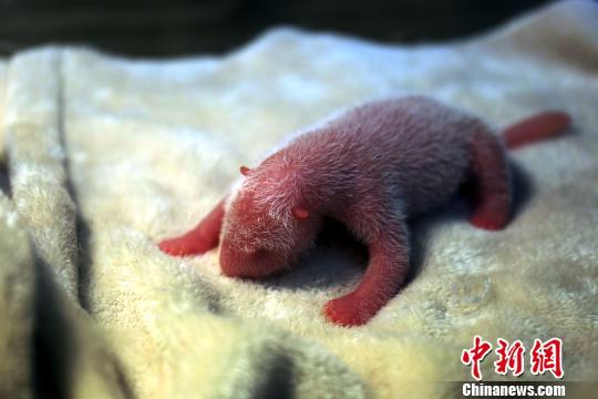 he cub, weighing 189 grams, was born at 12:33 p.m. on Monday. (Photo: China News Service/Zhong Xin) he cub, weighing 189 grams, was born at 12:33 p.m. on Monday. (Photo: China News Service/Zhong Xin)
