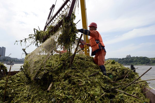 Workers deal with water lettuce on a refuse-removal boat in Chongqing on Sunday. (Photo by Ran Wen/For China Daily) Workers deal with water lettuce on a refuse-removal boat in Chongqing on Sunday. (Photo by Ran Wen/For China Daily)