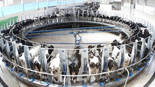 Cows with an automatic milking equipment in Hengshui, Hebei province. (Photo provided to China Daily) Cows with an automatic milking equipment in Hengshui, Hebei province. (Photo provided to China Daily)