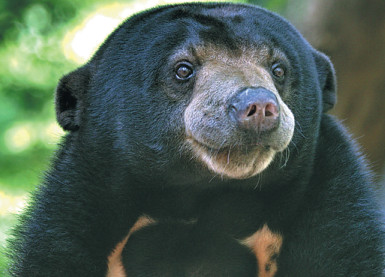 A sun bear.(Photo provided to China Daily) A sun bear.(Photo provided to China Daily)