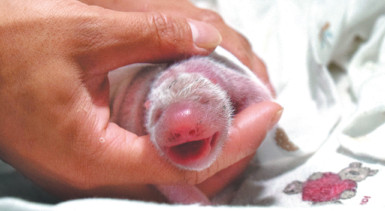 A newborn panda cub is examined in Chengdu, Sichuan province, on Monday. The mother, Cao Cao, who was raised in captivity, mated with a wild male. It is the first time such a union has produced offspring.(Li Chuanyou/For China Daily) A newborn panda cub is examined in Chengdu, Sichuan province, on Monday. The mother, Cao Cao, who was raised in captivity, mated with a wild male. It is the first time such a union has produced offspring.(Li Chuanyou/For China Daily)