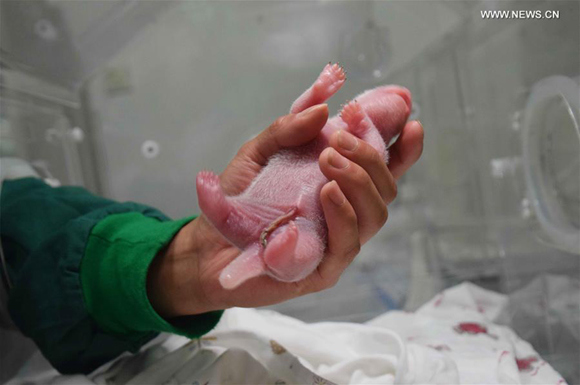 Photo taken on July 31, 2017 shows the world's first giant panda cub with both captive and wild parents in southwest China's Sichuan Province.  (Photo/Xinhua)