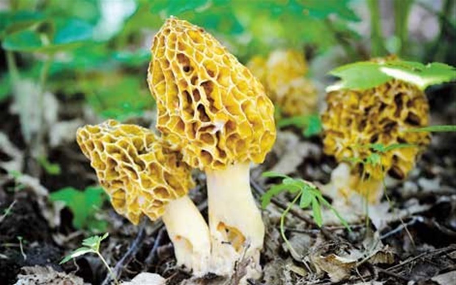 Dangerous side to tasty mushrooms