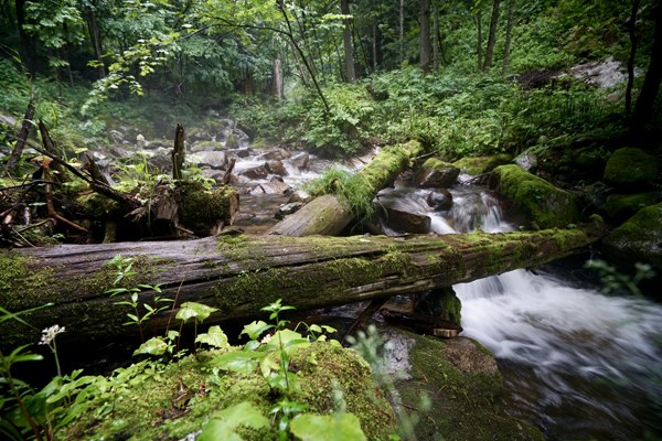 A valley in Hunchun. Since 2015, State-owned forest farms in Jilin have shifted from logging to green industries, such as tourism. (Photo by Zhang Zefeng/China Daily) A valley in Hunchun. Since 2015, State-owned forest farms in Jilin have shifted from logging to green industries, such as tourism. (Photo by Zhang Zefeng/China Daily)