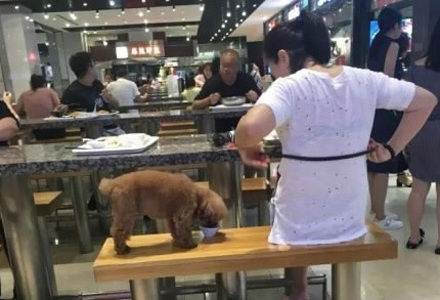A woman feeds her pet dog with tableware used by customers at a restaurant in Dalian, a city in northeast China's Liaoning Province.(Photo/Video screenshot) A woman feeds her pet dog with tableware used by customers at a restaurant in Dalian, a city in northeast China's Liaoning Province.(Photo/Video screenshot)