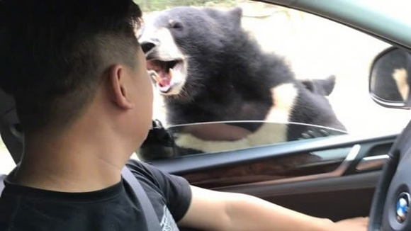 A man was bitten by a bear on August 18 while trying to feed the animal at Beijing’s Badaling Safari Park. (Photo via Beijing Evening News Weibo) A man was bitten by a bear on August 18 while trying to feed the animal at Beijing’s Badaling Safari Park. (Photo via Beijing Evening News Weibo)