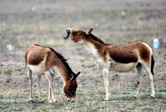 Two kiangs are seen in Hoh Xil in Yushu Tibetan Autonomous Prefecture, northwest China's Qinghai Province, June 30, 2017. Hol Xil has an average altitude of over 4,600 meters, making it an ideal habitat for Tibetan antelopes, kiangs and other animals. It was enlisted as one of the UNESCO's World Natural Heritages in July 2017. (Xinhua/Wang Bo) Two kiangs are seen in Hoh Xil in Yushu Tibetan Autonomous Prefecture, northwest China's Qinghai Province, June 30, 2017. Hol Xil has an average altitude of over 4,600 meters, making it an ideal habitat for Tibetan antelopes, kiangs and other animals. It was enlisted as one of the UNESCO's World Natural Heritages in July 2017. (Xinhua/Wang Bo)