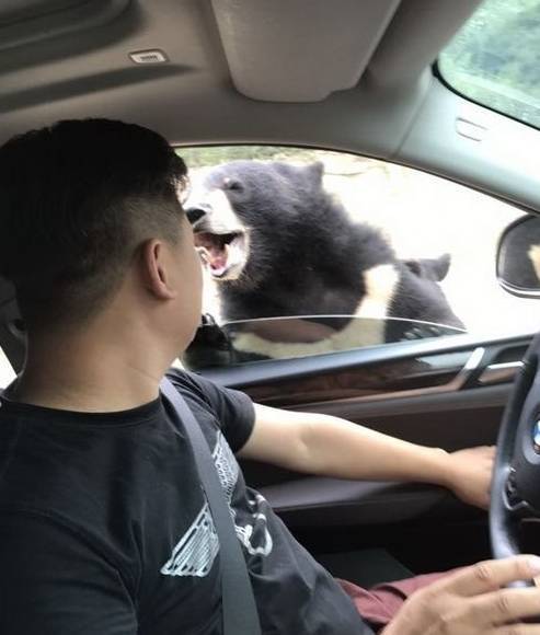 A male visitor was bitten on the arm by a black bear when he rolled down his car window to feed one of the animals at Beijing Badaling Wildlife World on Aug 18. (Photo from Sina Weibo) A male visitor was bitten on the arm by a black bear when he rolled down his car window to feed one of the animals at Beijing Badaling Wildlife World on Aug 18. (Photo from Sina Weibo)