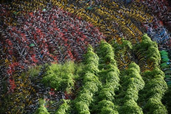 Abandoned bikes at an open space in Shanghai, many of them covered by plants. (Photo/ShanghaiDaily) Abandoned bikes at an open space in Shanghai, many of them covered by plants. (Photo/ShanghaiDaily)