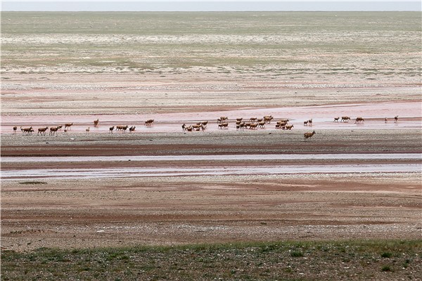 The Tibetan antelope is the best-known endangered species in Hoh Xil. (Photo by Wang Zhuangfei/China Daily) The Tibetan antelope is the best-known endangered species in Hoh Xil. (Photo by Wang Zhuangfei/China Daily)