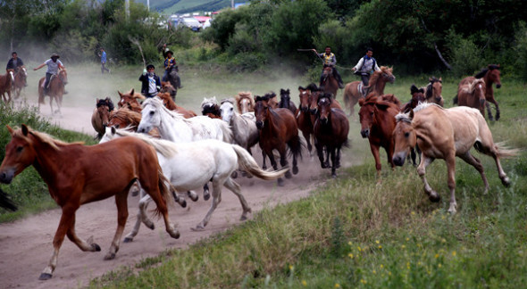 Tourists herd horses with local guides last month on a trail in Saihanba National Forest Park. The man-made forest, grown out of the desert and known for its ecotourism in Hebei province, shields Beijing and other big cities from sandstorms. ZOU HONG/CHINA DAILY Tourists herd horses with local guides last month on a trail in Saihanba National Forest Park. The man-made forest, grown out of the desert and known for its ecotourism in Hebei province, shields Beijing and other big cities from sandstorms. ZOU HONG/CHINA DAILY