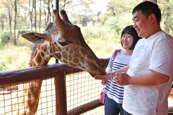 Two Chinese tourists feed a giraffe in Nairobi, Kenya, Feb 2, 2017. (Photo/Xinhua) Two Chinese tourists feed a giraffe in Nairobi, Kenya, Feb 2, 2017. (Photo/Xinhua)