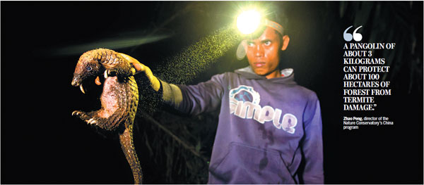 A pangolin that had been snared by poachers is rescued in the early hours by wildlife protection volunteers in a forest in Kalimantan, Indonesia. Pangolin meat is served as a delicacy in parts of Asia, while the animal's scales are often used in traditional herbal medicines produced in China and Vietnam, all of which has pushed the species to the brink of extinction. A pangolin that had been snared by poachers is rescued in the early hours by wildlife protection volunteers in a forest in Kalimantan, Indonesia. Pangolin meat is served as a delicacy in parts of Asia, while the animal's scales are often used in traditional herbal medicines produced in China and Vietnam, all of which has pushed the species to the brink of extinction.