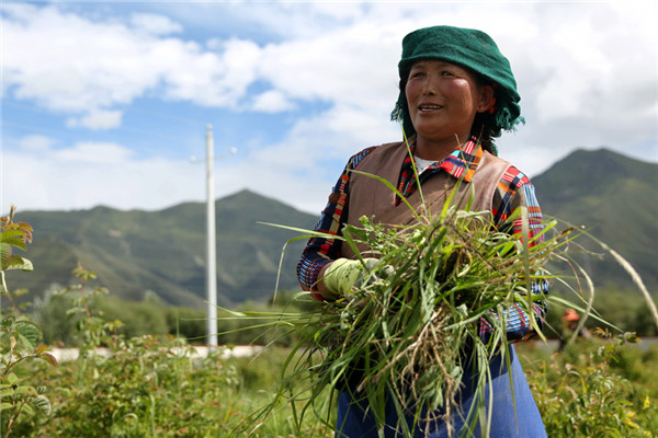 Pasang Drolma, 46, works on a farm near Duishigagyi, a newly built village in Chushul county. The farm is part of the government-backed Pure Land project. (Photo by HOU LIQIANG/CHINA DAILY) Pasang Drolma, 46, works on a farm near Duishigagyi, a newly built village in Chushul county. The farm is part of the government-backed Pure Land project. (Photo by HOU LIQIANG/CHINA DAILY)
