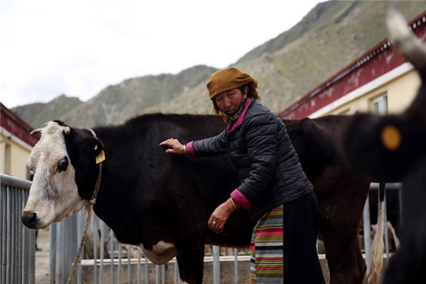 Drolma works on a cattle farm near her new home in Sumdan village. (Photo by HOU LIQIANG/CHINA DAILY) Drolma works on a cattle farm near her new home in Sumdan village. (Photo by HOU LIQIANG/CHINA DAILY)
