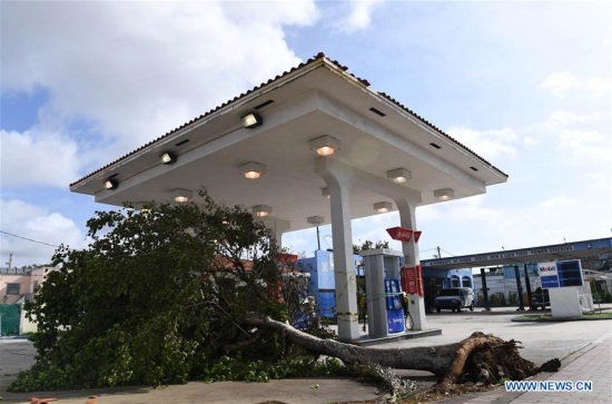 A tree is seen after being toppled by strong wind after Hurricane Irma swept through the area, in Miami, Florida, the United States, on Sept. 11, 2017. Powerful Hurricane Irma roared into Florida and knocked out power to more than 3 million homes and businesses in Florida on Sunday. (Xinhua/Yin Bogu) A tree is seen after being toppled by strong wind after Hurricane Irma swept through the area, in Miami, Florida, the United States, on Sept. 11, 2017. Powerful Hurricane Irma roared into Florida and knocked out power to more than 3 million homes and businesses in Florida on Sunday. (Xinhua/Yin Bogu)