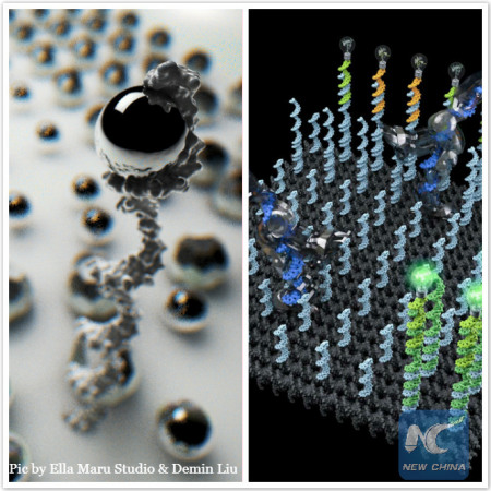 Left: Conceptual illustration of a DNA robot sorting two types of cargos. (Credit: Ella Maru Studio) Right: Conceptual illustration of two DNA robots collectively performing a cargo-sorting task on a DNA origami surface, transporting fluorescent molecules with different colors from initially unordered locations to separated destinations. (Credit: Demin Liu) Left: Conceptual illustration of a DNA robot sorting two types of cargos. (Credit: Ella Maru Studio) Right: Conceptual illustration of two DNA robots collectively performing a cargo-sorting task on a DNA origami surface, transporting fluorescent molecules with different colors from initially unordered locations to separated destinations. (Credit: Demin Liu)
