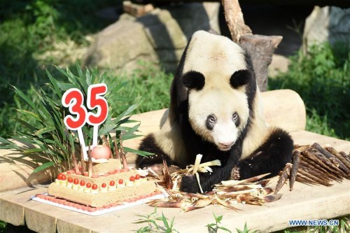Giant panda Xinxing has a meal at the Chongqing Zoo in Chongqing, southwest China, Sept. 16, 2017. The female giant panda Xinxing celebrated her 35th birthday, equivalent to more than 100 human years, on Saturday in Chongqing. Xinxing, which has 114 offsprings, was born in Baoxing County of southwest China's Sichuan Province in 1982. (Xinhua/Tang Yi) Giant panda Xinxing has a meal at the Chongqing Zoo in Chongqing, southwest China, Sept. 16, 2017. The female giant panda Xinxing celebrated her 35th birthday, equivalent to more than 100 human years, on Saturday in Chongqing. Xinxing, which has 114 offsprings, was born in Baoxing County of southwest China's Sichuan Province in 1982. (Xinhua/Tang Yi)