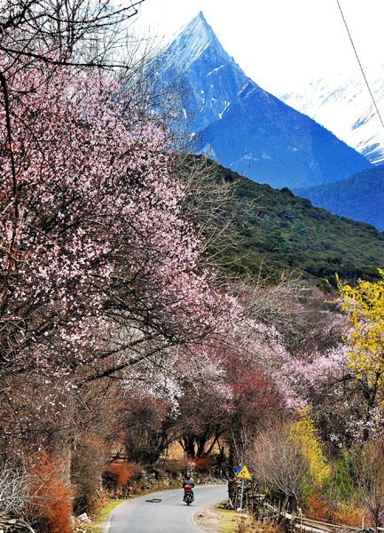 Peach trees in blossom in Nyingchi, Tibet autonomous region, in March. (Photo by Zhang Rufeng/For China Daily) Peach trees in blossom in Nyingchi, Tibet autonomous region, in March. (Photo by Zhang Rufeng/For China Daily)