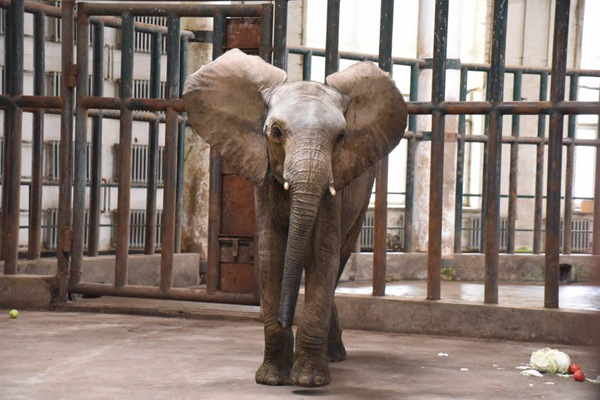 An 8-year-old female African elephant Bella arrives in Harbin from Zimbabwe on Wednesday. (Photo by Liu Xiaomi/for China Daily) An 8-year-old female African elephant Bella arrives in Harbin from Zimbabwe on Wednesday. (Photo by Liu Xiaomi/for China Daily)