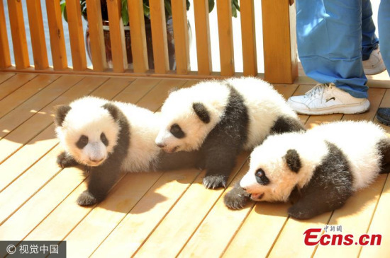 Northwest China's Shaanxi province launched a naming campaign Thursday, asking fans to name its three newest panda cubs. (Photo/VCG) Northwest China's Shaanxi province launched a naming campaign Thursday, asking fans to name its three newest panda cubs. (Photo/VCG)