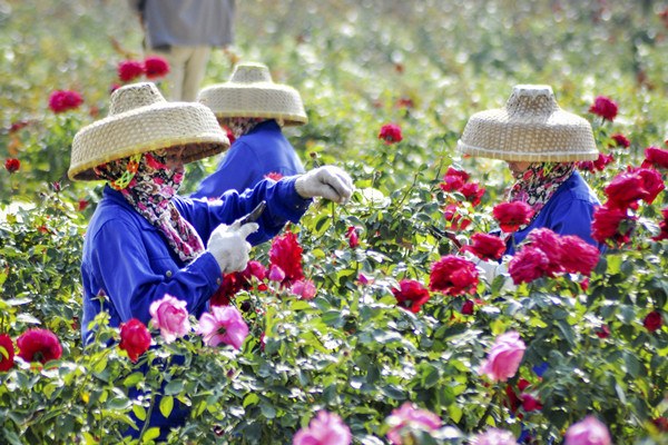 Farmers of the Li ethnic group trim plants at the rose valley in Sanya, Hainan province. CHINA DAILY Farmers of the Li ethnic group trim plants at the rose valley in Sanya, Hainan province. CHINA DAILY